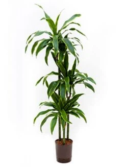 Dracaena Arturo - Drakenbloedboom