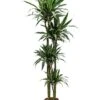 Dracaena Deremensis - Drakenbloedboom -Groen Planten Shop 1DRDE4S10 3