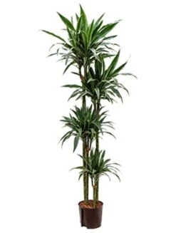 Dracaena Deremensis - Drakenbloedboom