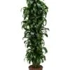 Dracaena Dorado - Drakenbloedboom -Groen Planten Shop 1DRDOVT30 8