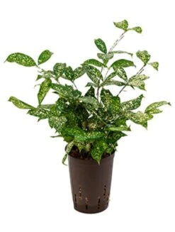 Dracaena Godseffiana - Drakenbloedboom