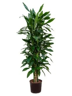 Dracaena Janet Lind - Drakenbloedboom