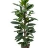 Ficus Cyathistipula - Rubberboom