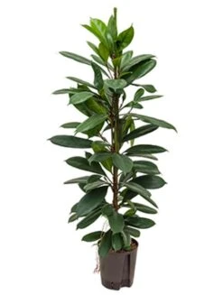 Ficus Cyathistipula - Rubberboom