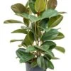 Ficus Elastica Robusta - Rubberplant 2 Ficus Elastica Robusta - Rubberplant -Groen Planten Shop 1FIER3T05 8