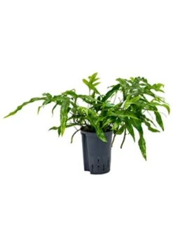 Microsorum Diversifolium - Javavaren