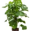 Philodendron Monstera - Gatenplant 2 Philodendron Monstera - Gatenplant -Groen Planten Shop 1MODEMK30