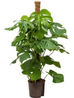 Philodendron Monstera - Gatenplant
