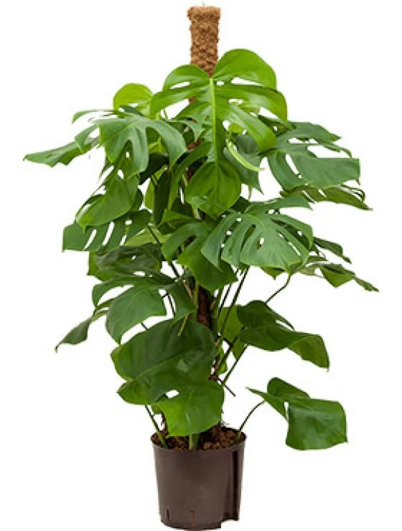 Philodendron Monstera - Gatenplant 3 Philodendron Monstera - Gatenplant