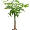Pachira Aquatica - Geldboom -Groen Planten Shop 1PAAQGS25 1