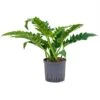 Philodendron Narrow 1 Philodendron Narrow -Groen Planten Shop 1PHNABU06 6