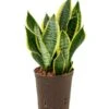 Sansevieria Futura Superba - Vrouwentong -Groen Planten Shop 1SAFSTU10 5