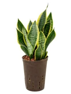 Sansevieria Futura Superba - Vrouwentong