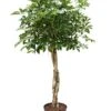 Schefflera Arboricola - Vingersboom -Groen Planten Shop 1SCARTW08 7