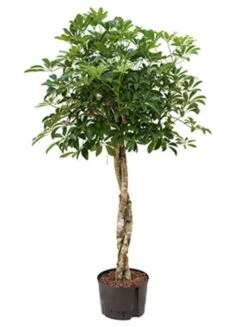 Schefflera Arboricola - Vingersboom