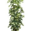 Schefflera Gold Capella - Vingersboom -Groen Planten Shop 1SCGC5T05 7