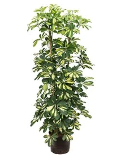 Schefflera Gold Capella - Vingersboom