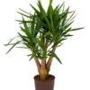 Yucca - Palmlelie 1 Yucca - Palmlelie -Groen Planten Shop 1YUCCVT20 12