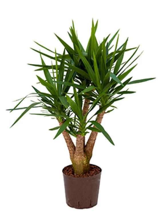 Yucca - Palmlelie 3 Yucca - Palmlelie