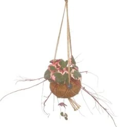 Kokodama Saxifraga Tricolor