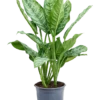 Aglaonema 'Chantal' - Chinese Evergreen 2 Aglaonema 'Chantal' - Chinese Evergreen -Groen Planten Shop 4AGCHBU24