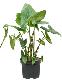 Alocasia Zebrina - Olifantsoor