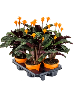 Calathea Crocata - Pauwenplant -Groen Planten Shop 4CACRBP05