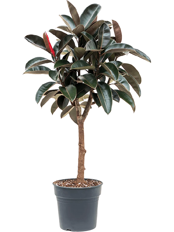 Ficus Elastica 'Abidjan' - Rubberboom 3 Ficus Elastica 'Abidjan' - Rubberboom