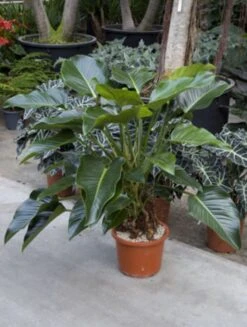 Philodendron Green Beauty -Groen Planten Shop 4PHGBBU10 8