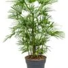 Rhapis Humilis - Stokpalm 1 Rhapis Humilis - Stokpalm -Groen Planten Shop 4RHHUBU27 1