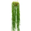 Rhipsalis Paradoxa - Koraalcactus 2 Rhipsalis Paradoxa - Koraalcactus -Groen Planten Shop 4RHIPHA30