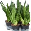 Sansevieria Trifasciata 'Robusta' - Vrouwentong 1 Sansevieria Trifasciata 'Robusta' - Vrouwentong -Groen Planten Shop 4SAROTU15