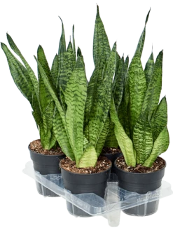Sansevieria Trifasciata 'Robusta' - Vrouwentong
