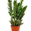 Zamioculcas Zamiifolia - ZZ-plant 2 Zamioculcas Zamiifolia - ZZ-plant -Groen Planten Shop 4ZAZABX15 10
