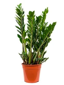Zamioculcas Zamiifolia - ZZ-plant