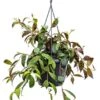 Aeschynanthus Marmoratus - Lipstickplant 2 Aeschynanthus Marmoratus - Lipstickplant -Groen Planten Shop 4aemaha18 1