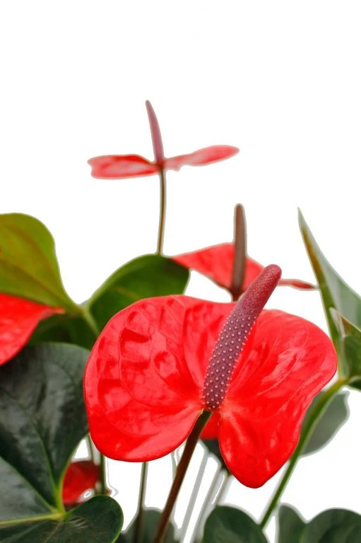 Anthurium Sierra - Flamingoplant 4 Anthurium Sierra - Flamingoplant - Afbeelding 2
