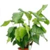 Calathea Network - Pauwenplant 2 Calathea Network - Pauwenplant -Groen Planten Shop 4calnbp17 1 1