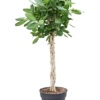 Ficus Benghalensis 'Audrey' - Rubberboom 1 Ficus Benghalensis 'Audrey' - Rubberboom -Groen Planten Shop 4fibags38