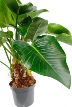 Philodendron Green Beauty -Groen Planten Shop 4phgbbu10 1