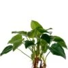 Philodendron Green Beauty 2 Philodendron Green Beauty -Groen Planten Shop 4phgbbu10