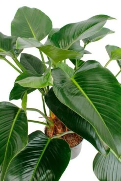Philodendron Green Beauty -Groen Planten Shop 4phgbbu10 2