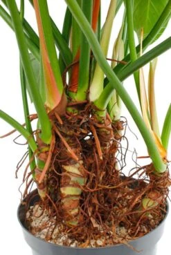 Philodendron Green Beauty -Groen Planten Shop 4phgbbu10 3