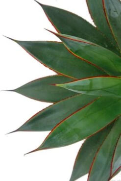 Agave Shaka Zulu - Eeuwplant -Groen Planten Shop 5agszkk15 2 1