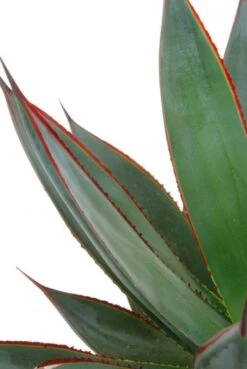 Agave Shaka Zulu - Eeuwplant -Groen Planten Shop 5agszkk15 3 1