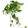 Scindapsus Marble Queen - Epipremnum -Groen Planten Shop 6a3737eb bb32 48c3 8fac 77e1a504d9b7 1