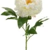 Peony 2 Peony -Groen Planten Shop 8EE416100