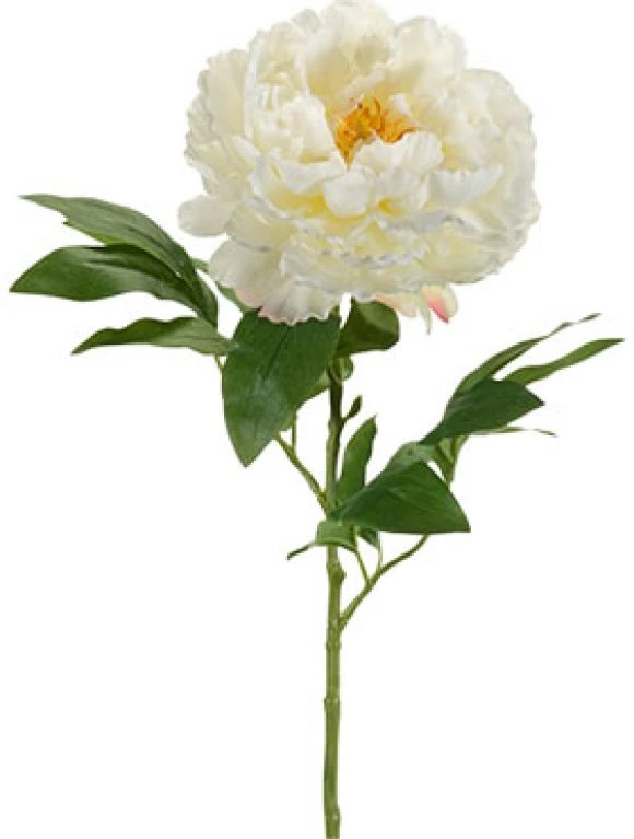 Peony 3 Peony