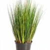 Grass Foxtail 1 Grass Foxtail -Groen Planten Shop 8FW1040X 9