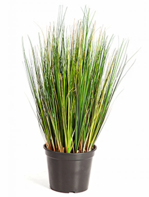 Grass Foxtail 3 Grass Foxtail